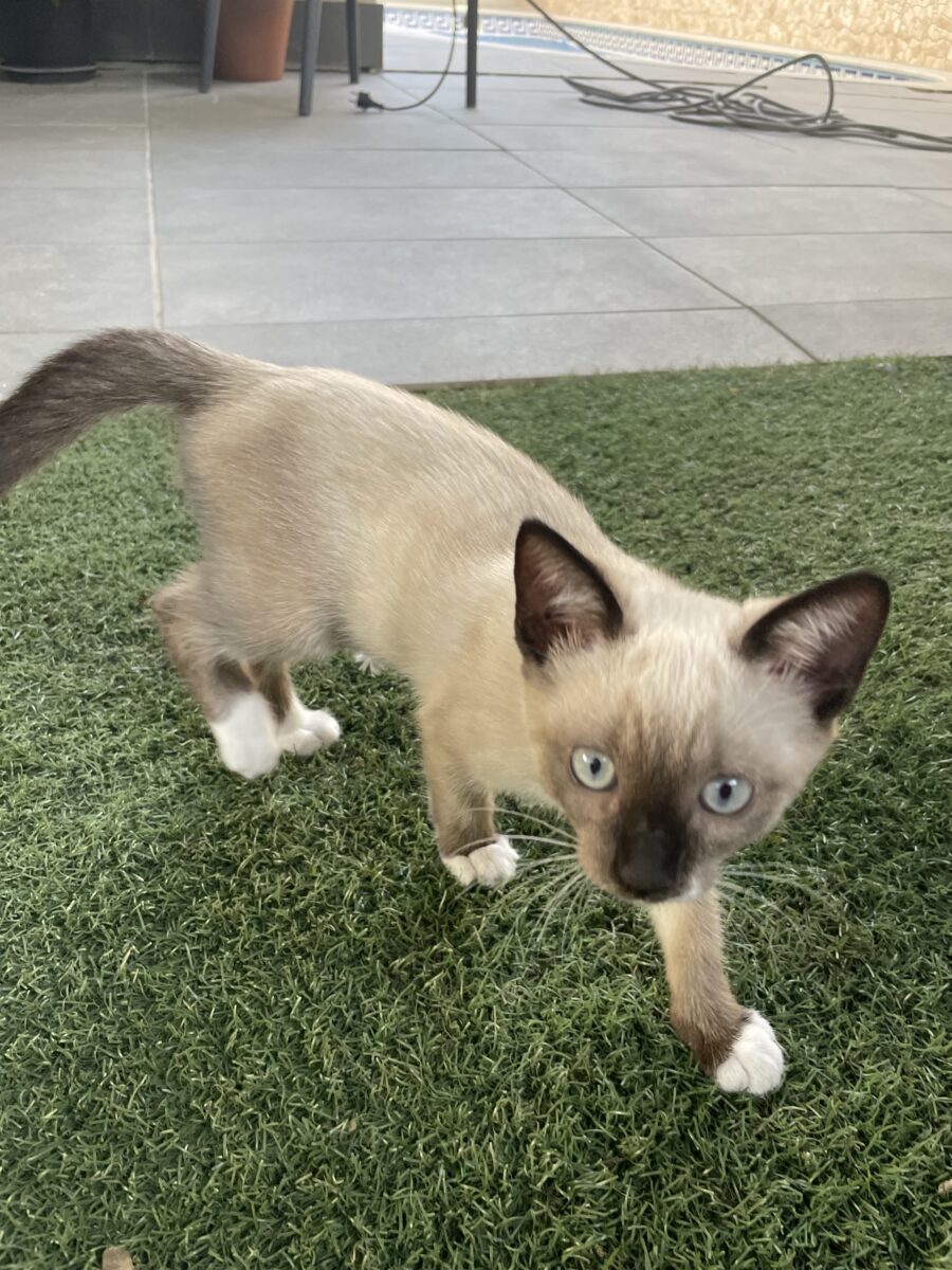 Gata siamesa perdida