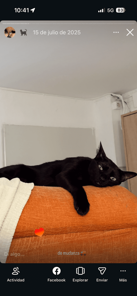 PÉRDIDA GATA NEGRA