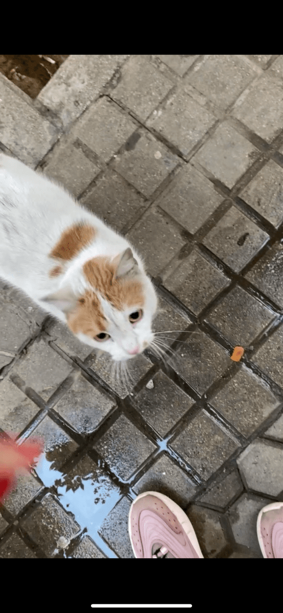 Encontrado gato/a anaranjado/a