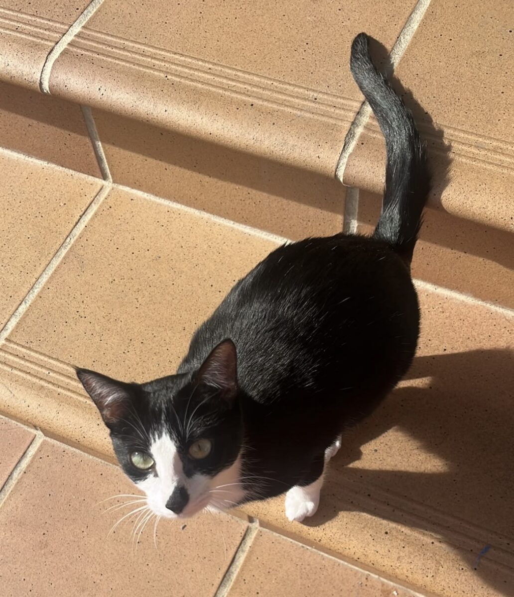 SE BUSCA GATA