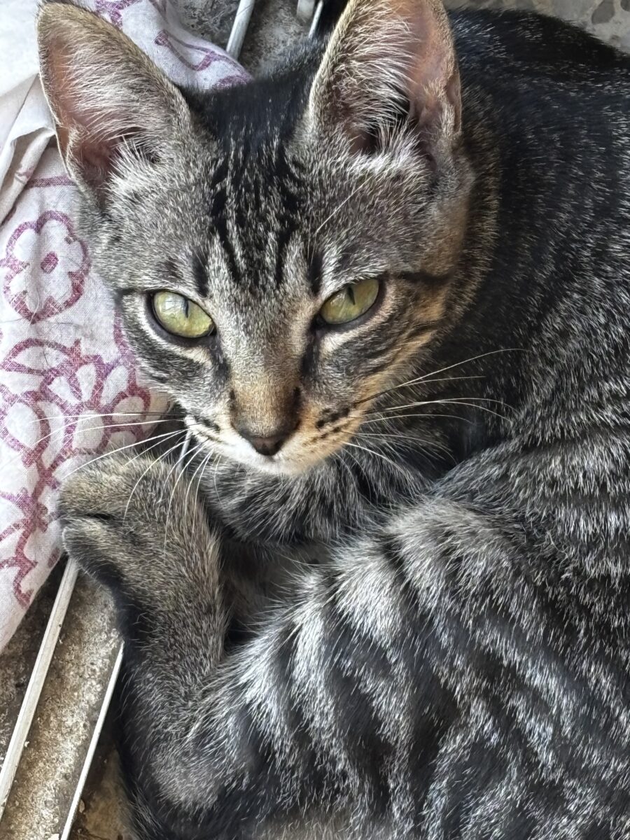 Gato perdido