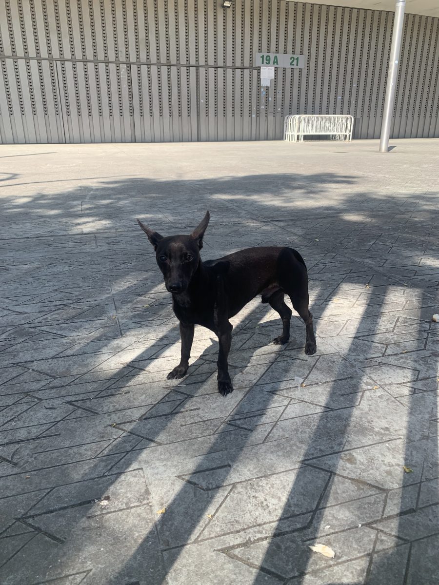 Perro encontrado en el Campo del Betis