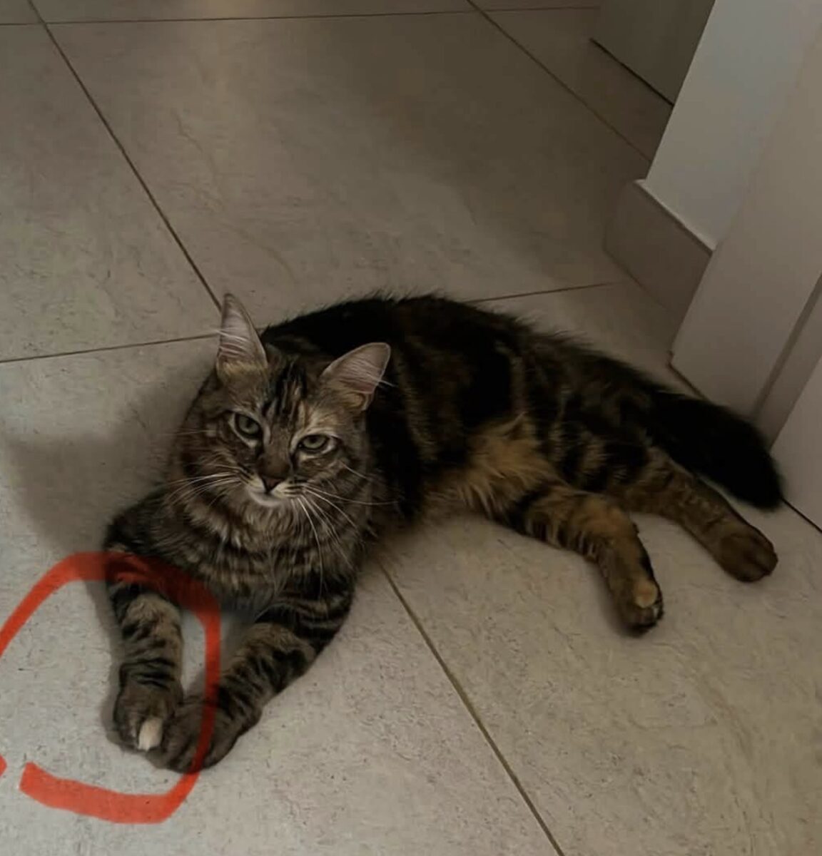 Gata atigrada perdida