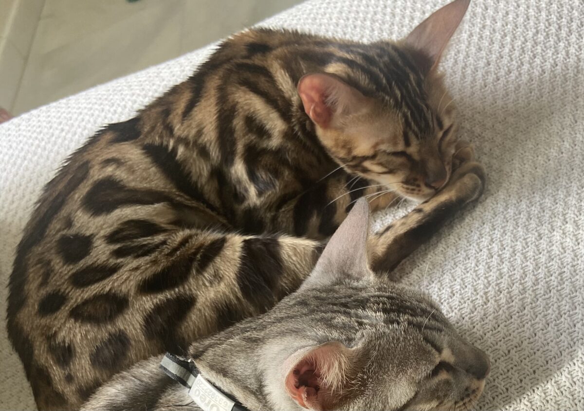 Gata bengalí perdida