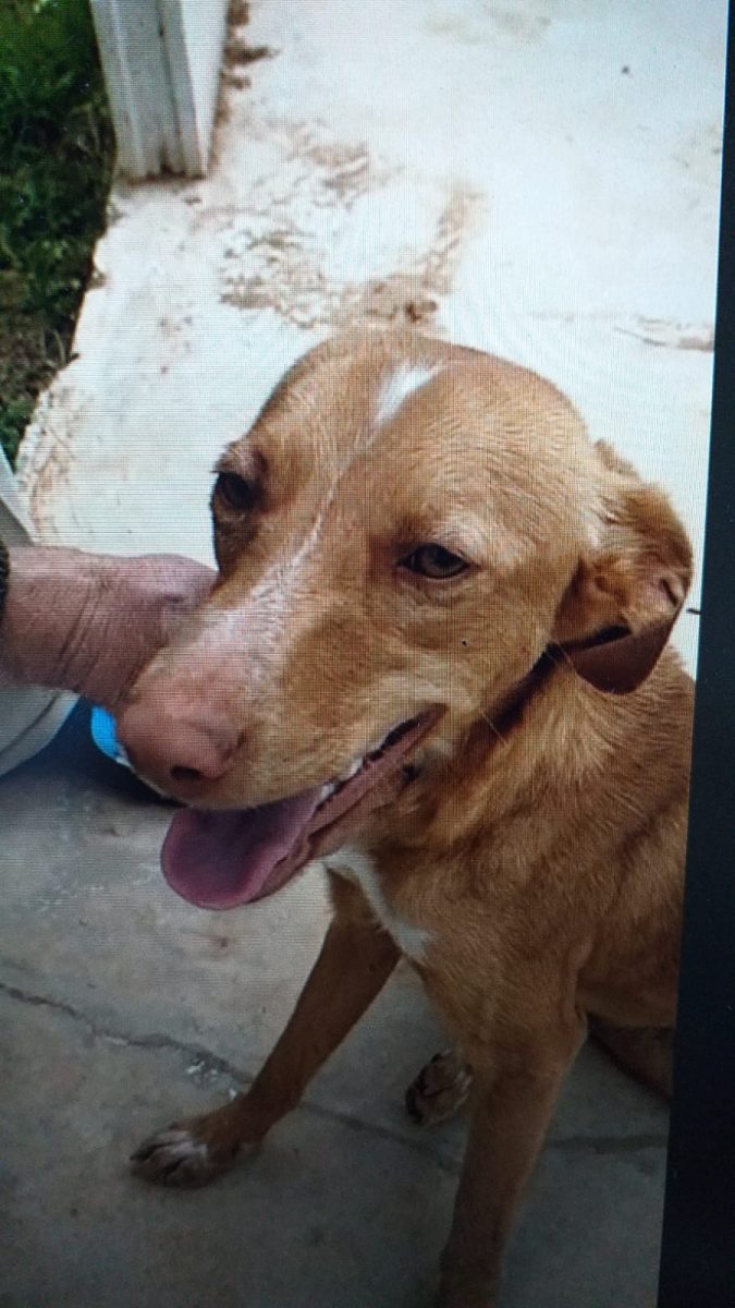 Perrita abandonada