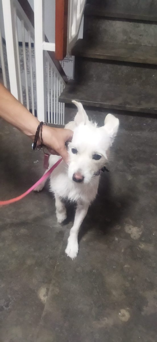 PERRITA ENCONTRADA ABANDONADA