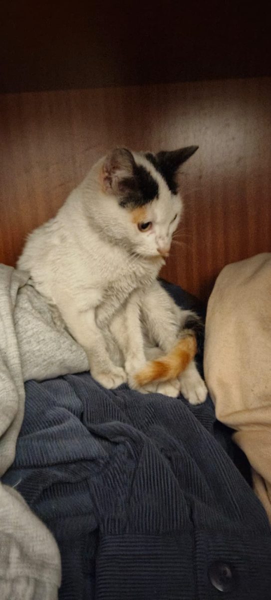 Gata encontrada en Sevilla