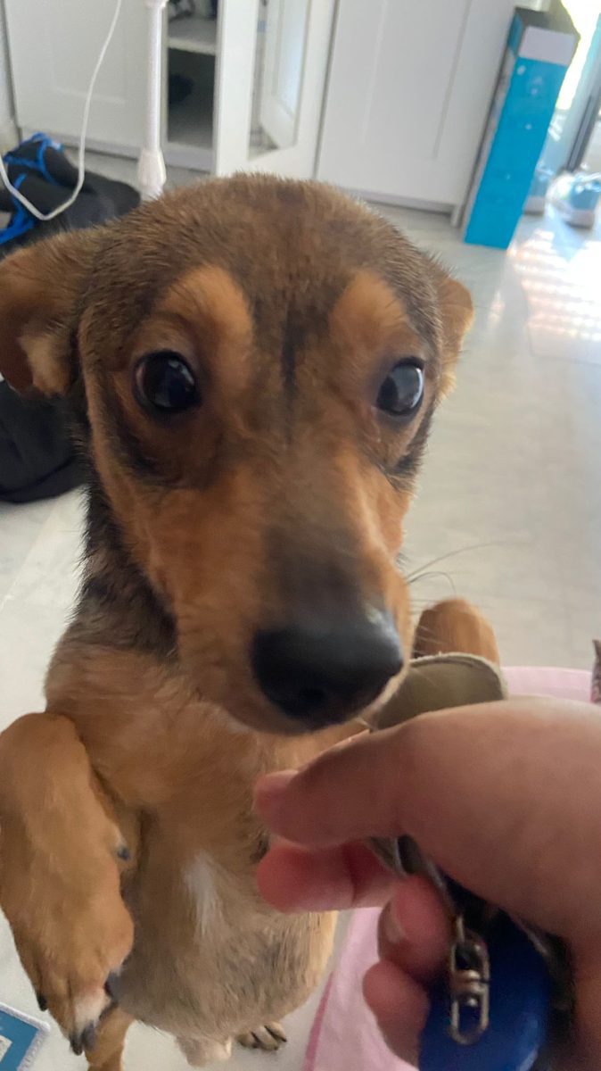 Perrito sin chip, encontrado en Cerro del Aguila
