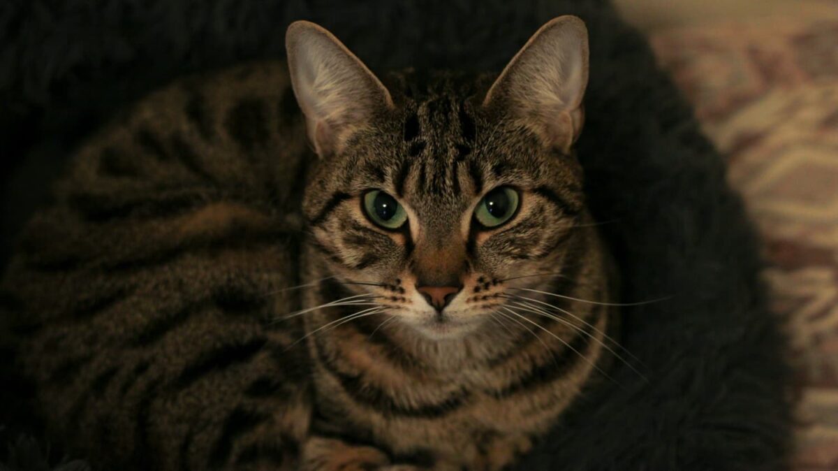 Gata perdida AYUDA PARA ENCONTRARLA