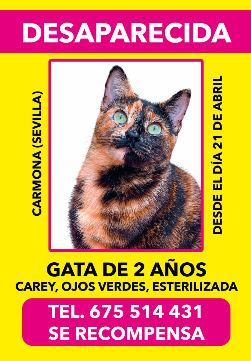Gata carey desaparecida en Carmona