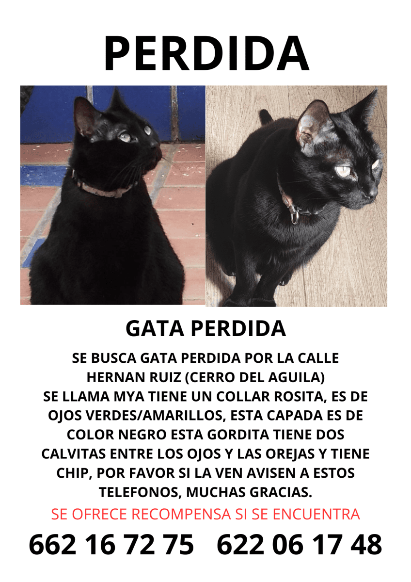 Gata Perdida