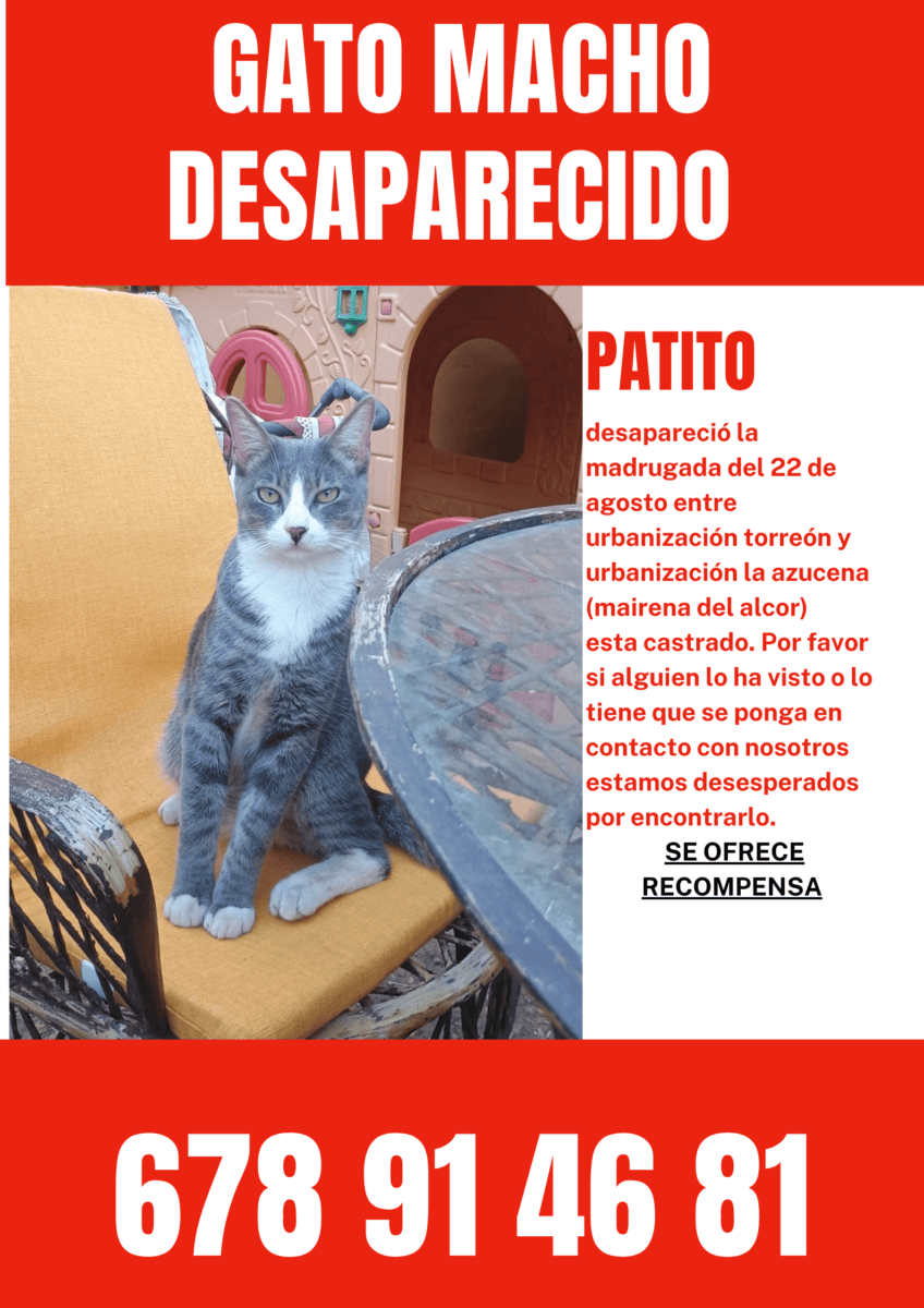 Gato macho desaparecido