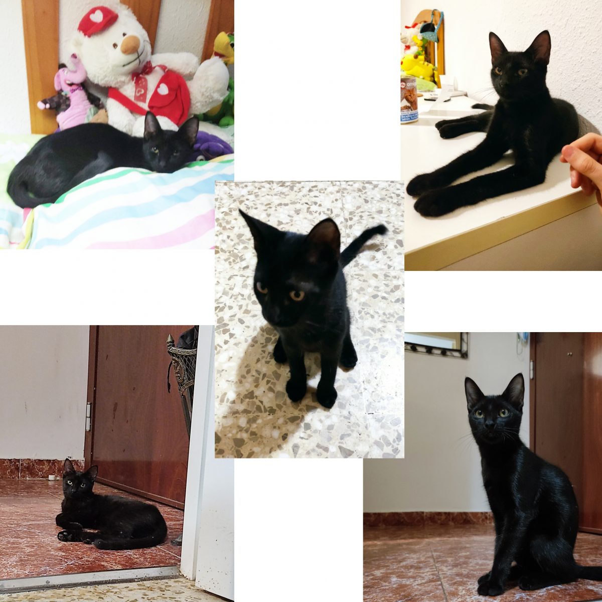 URGE HOGAR PARA GATA NEGRA