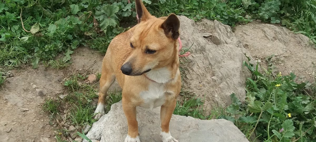 Perrita de mis hijos