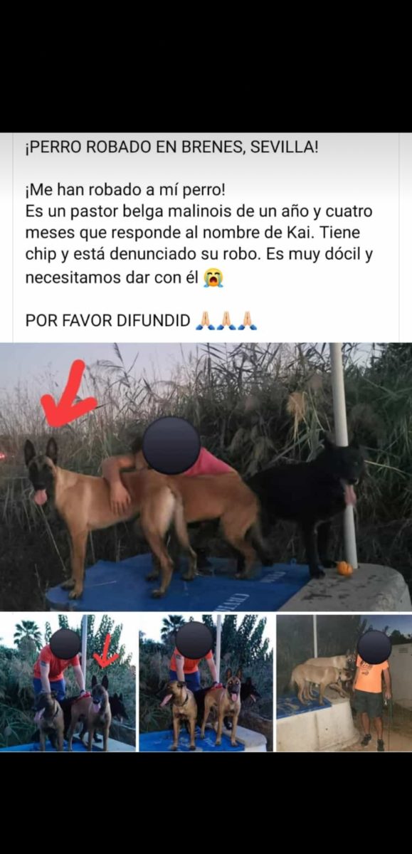 PERRO ROBADO