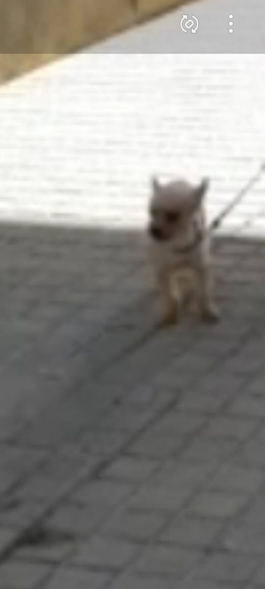 Perro perdido