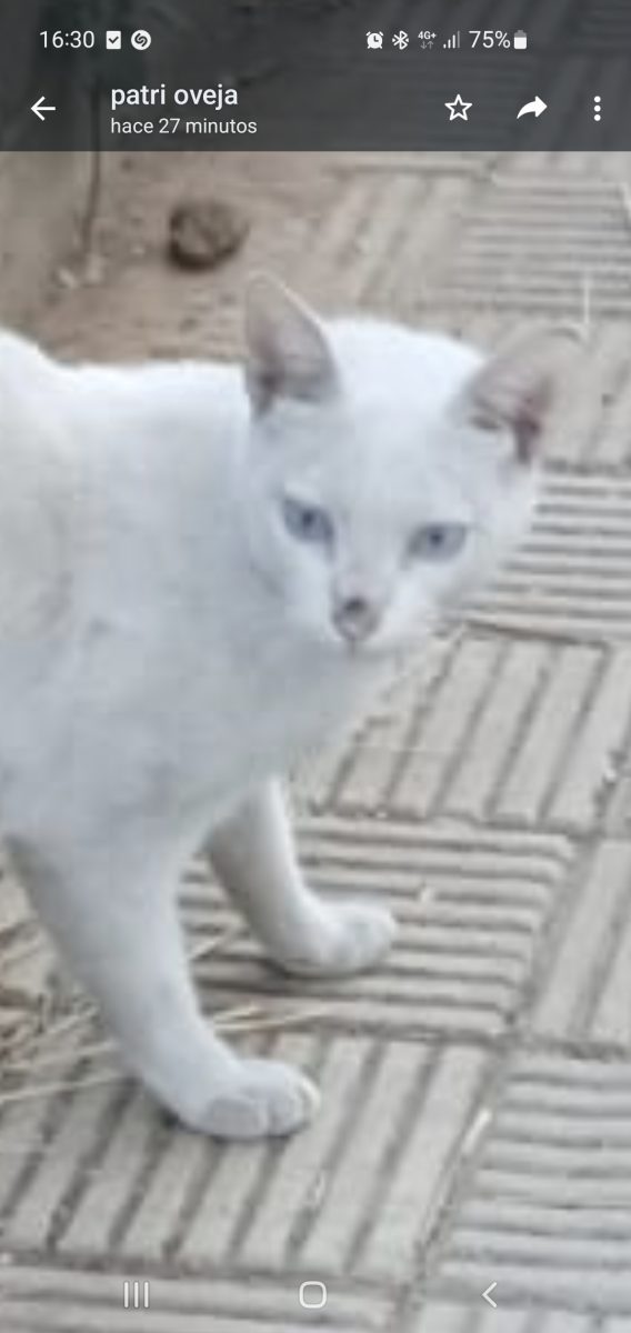 Encontrado gato blanco