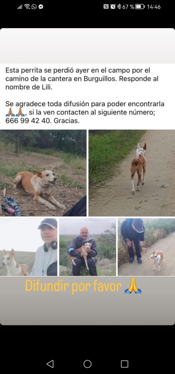 Perra podenca perdida