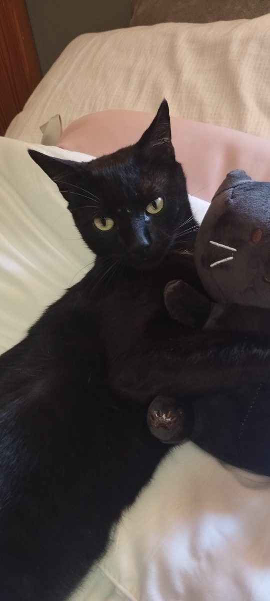 Gato perdido sin chip, castrado