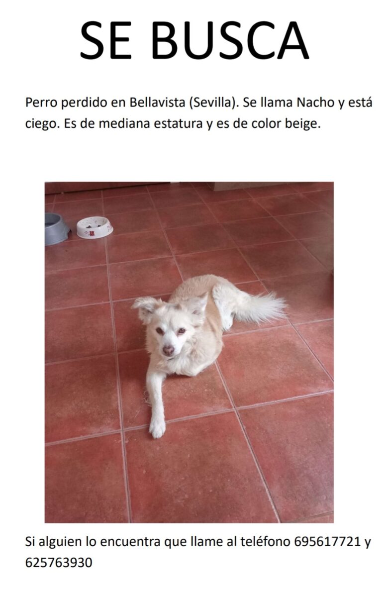 Se busca perro perdido en bellavista
