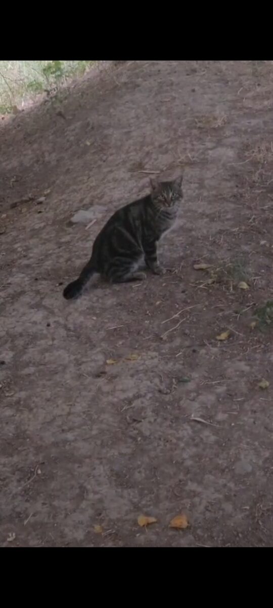 Gato encontrado