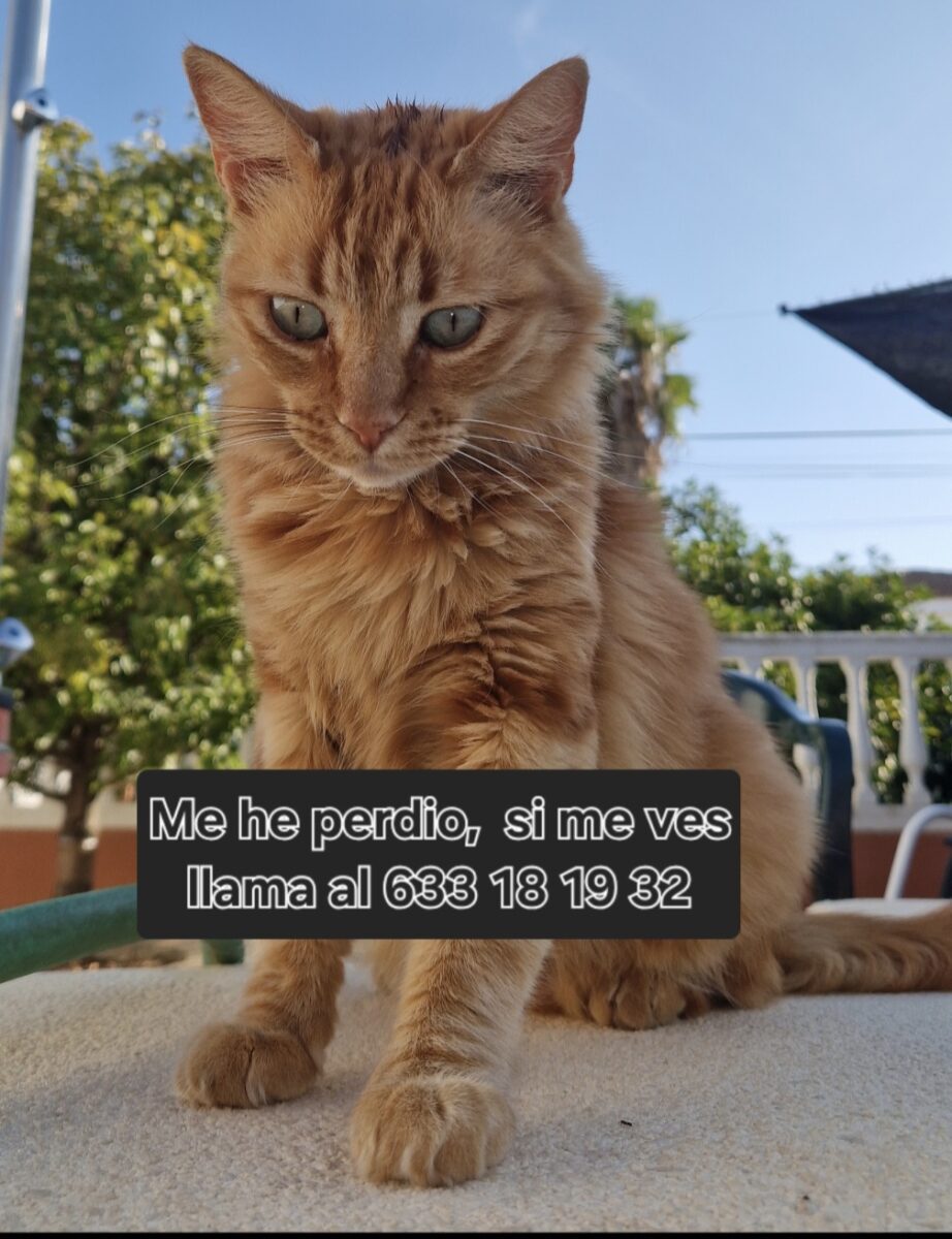 Gata naranja atigrada perdida, Alcalá/Dos hermanas