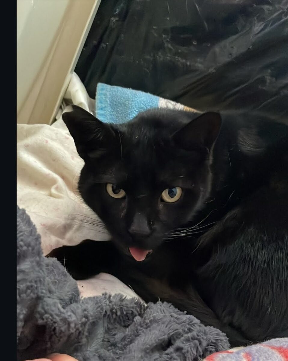 Gato Desaparecido