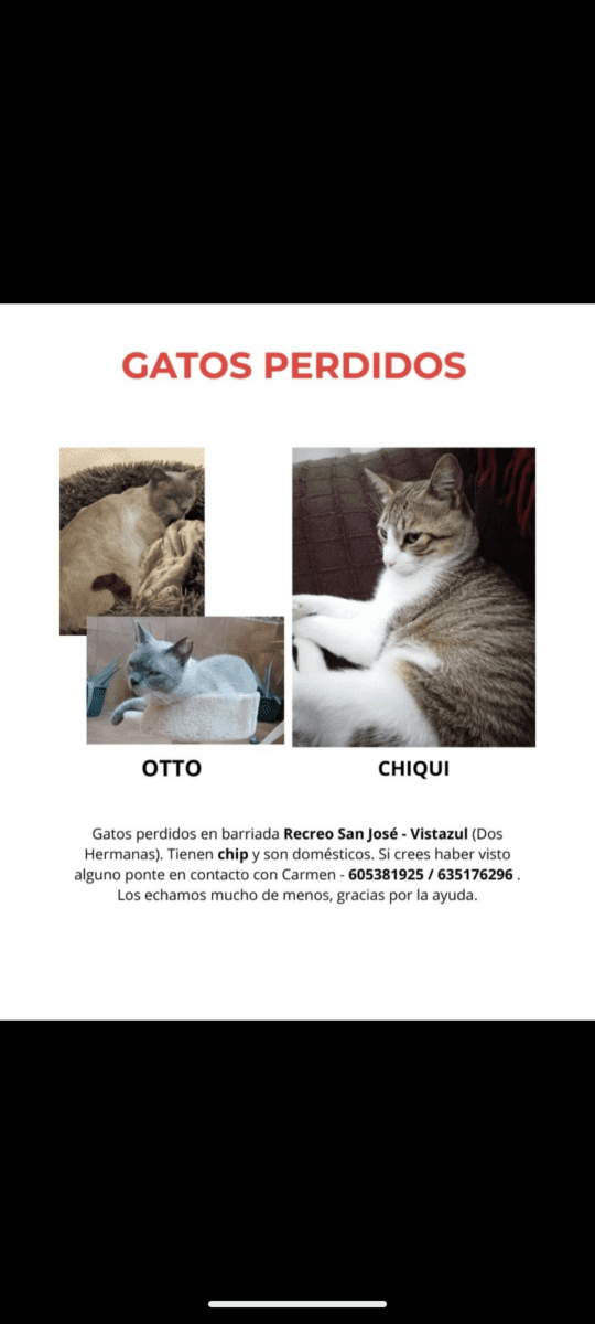 GATOS MACHOS PERDIDO
