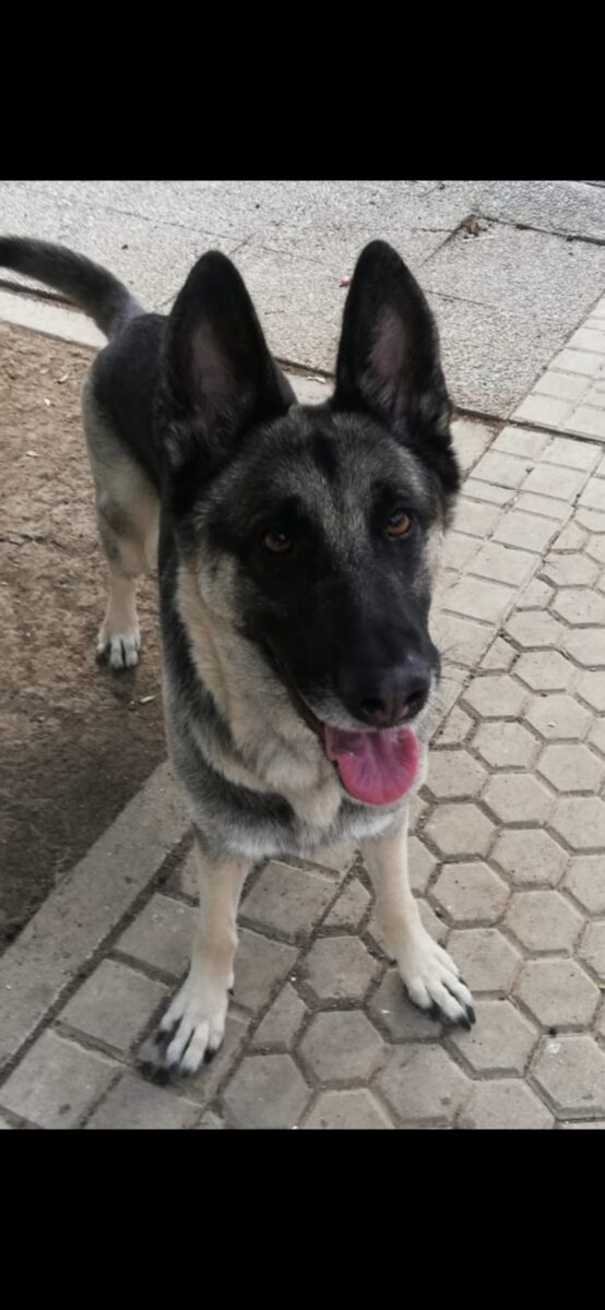Ayuda urgente,un hogar para ella