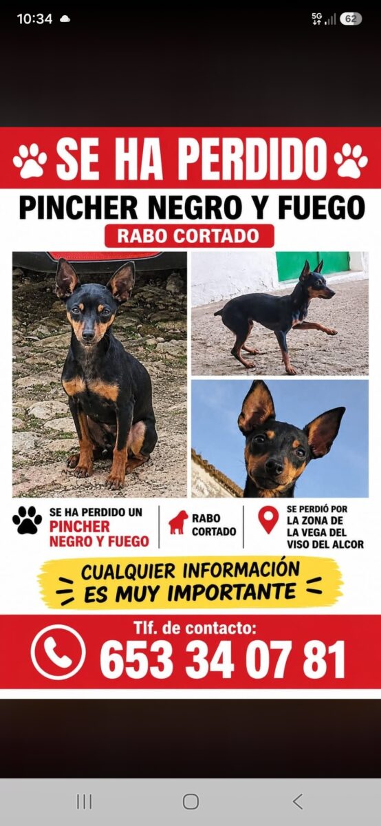 PINSCHER DESAPARECIDO