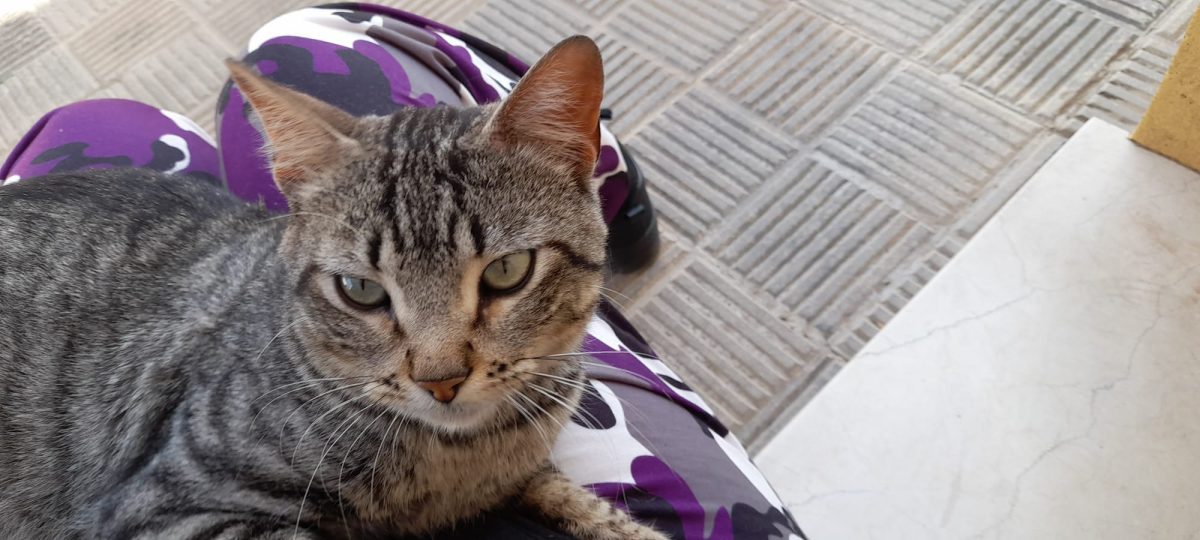 Gatito encontrado en Dos Hermanas