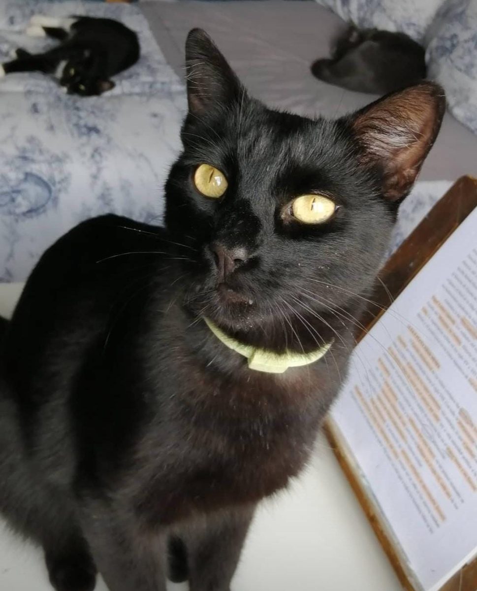 Gato perdido zona IKEA