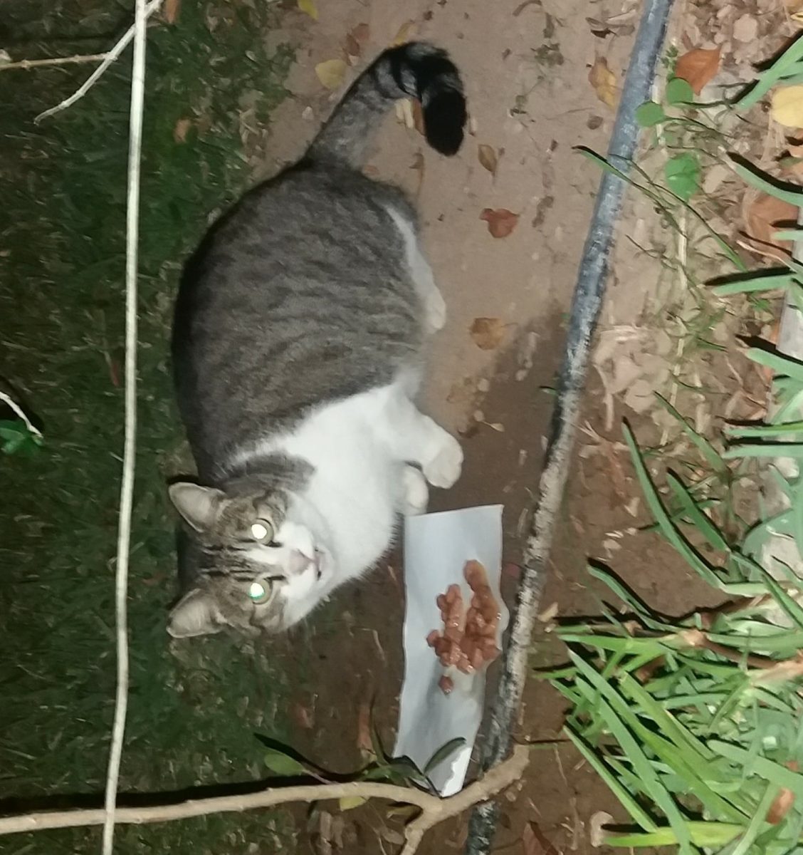 ENCONTRADO GATO O GATA