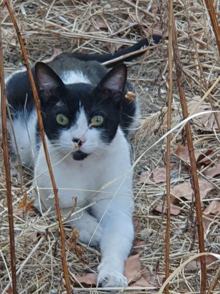 ENCONTRADO GATO