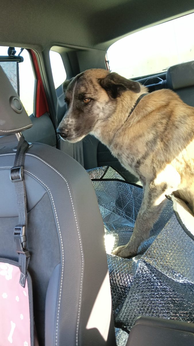 perra joven mastina recogida vagando por la carretera