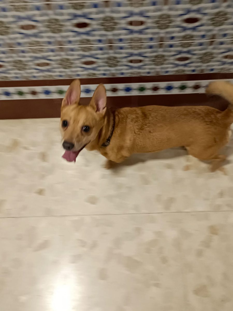 se ha encontrado perro perdido