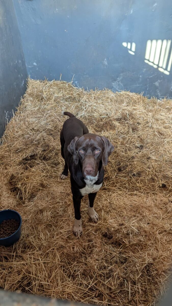 Perro Encontrado Secto Adriano, Carretera Acueducto de San Juan