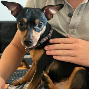 sin collar y sin microchip