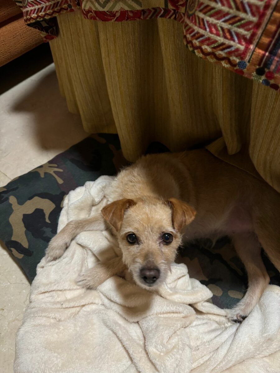 Perrita encontrada