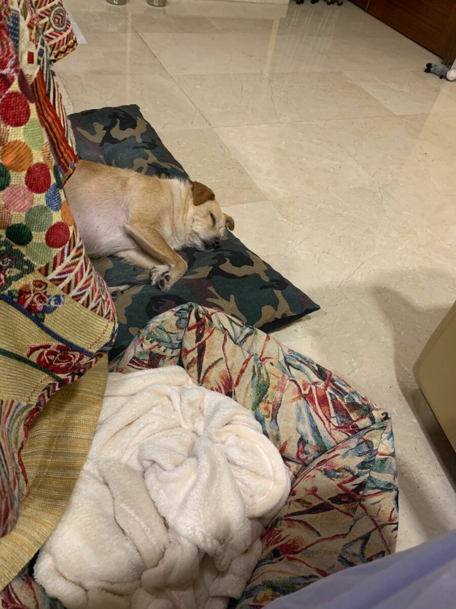 Perrita perdida