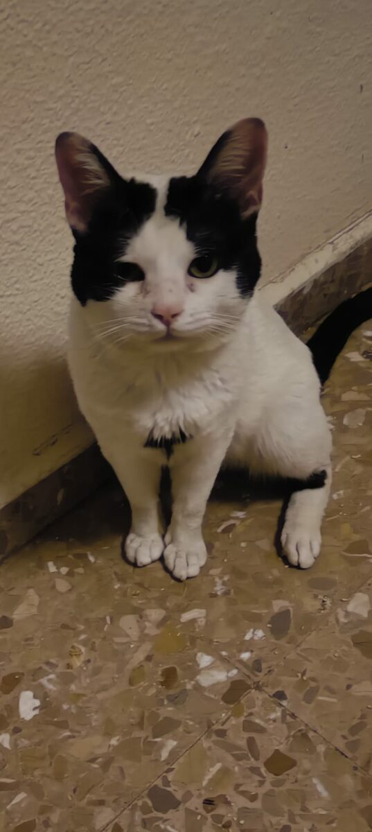 gato encontrado