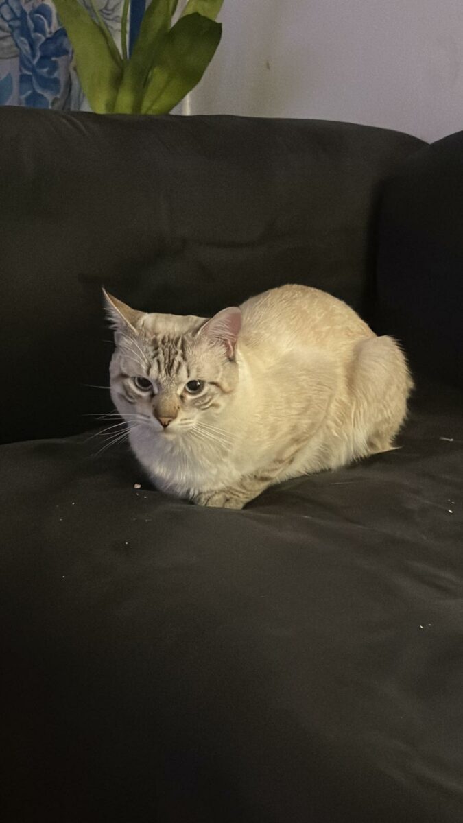 Gatito perdido
