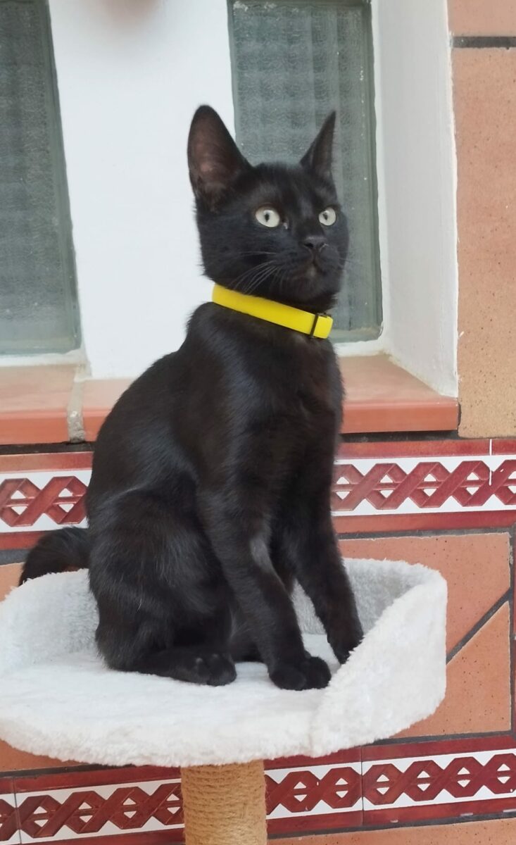 Nilla perdida en Dos Hermanas