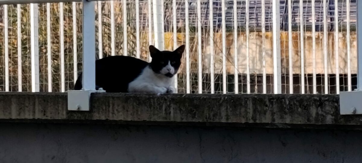 gato encontrado