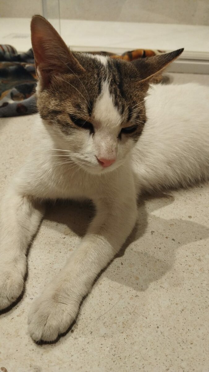 ENCONTRADA GATA