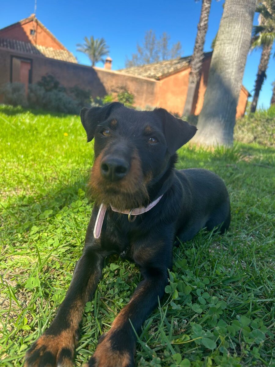 Desaparecida Kira