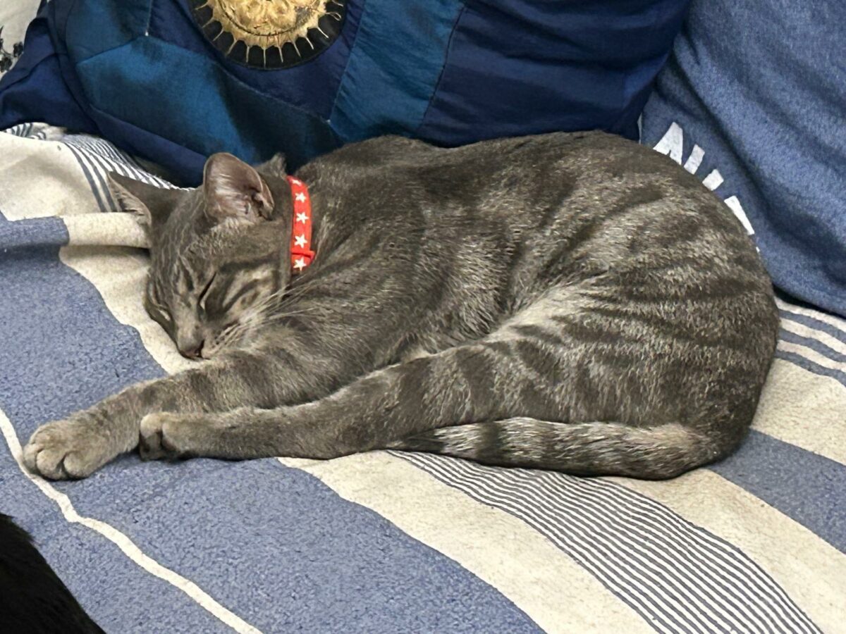 Perdido Gato Gris en Ciudad Jardín (Rocky)