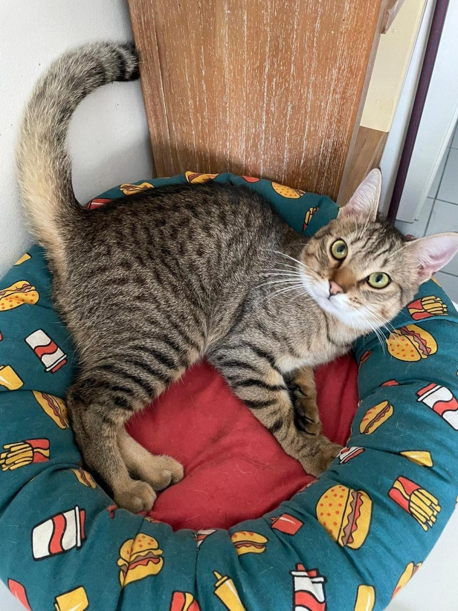 Gato perdido en Tomares
