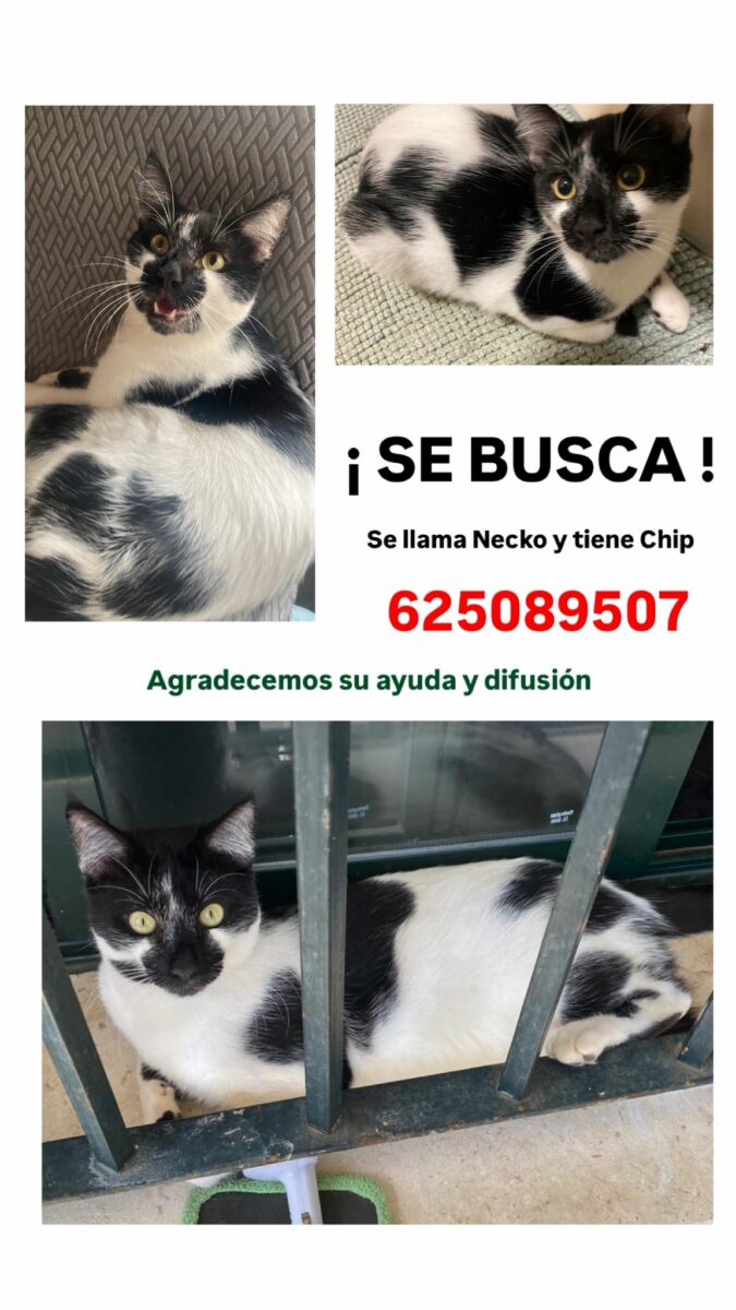 Gato Desaparecido en Alcalá de Guadaíra