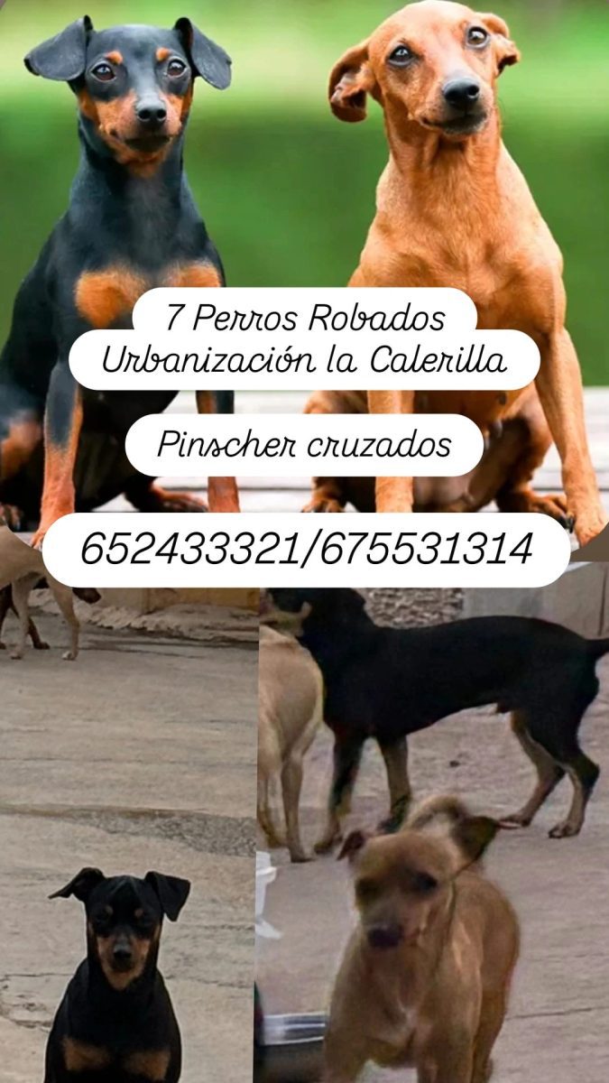 Perros robados